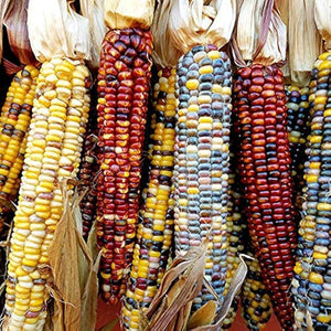 Rainbow Corn Seeds – Colorful Edible Decorative Corn