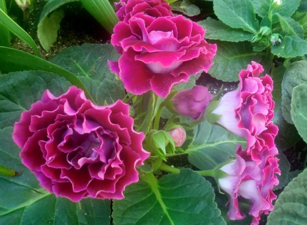 Pink Gloxinia flowers in balcony garden