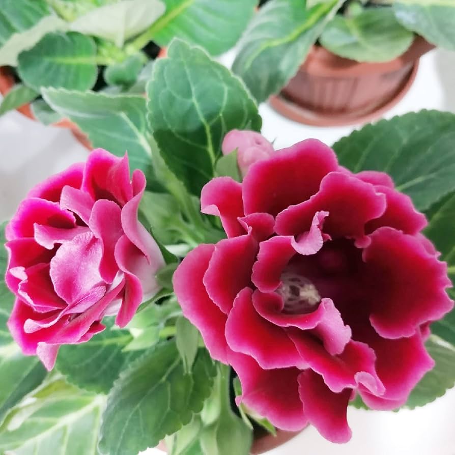 Pink Gloxinia plant in bonsai pot