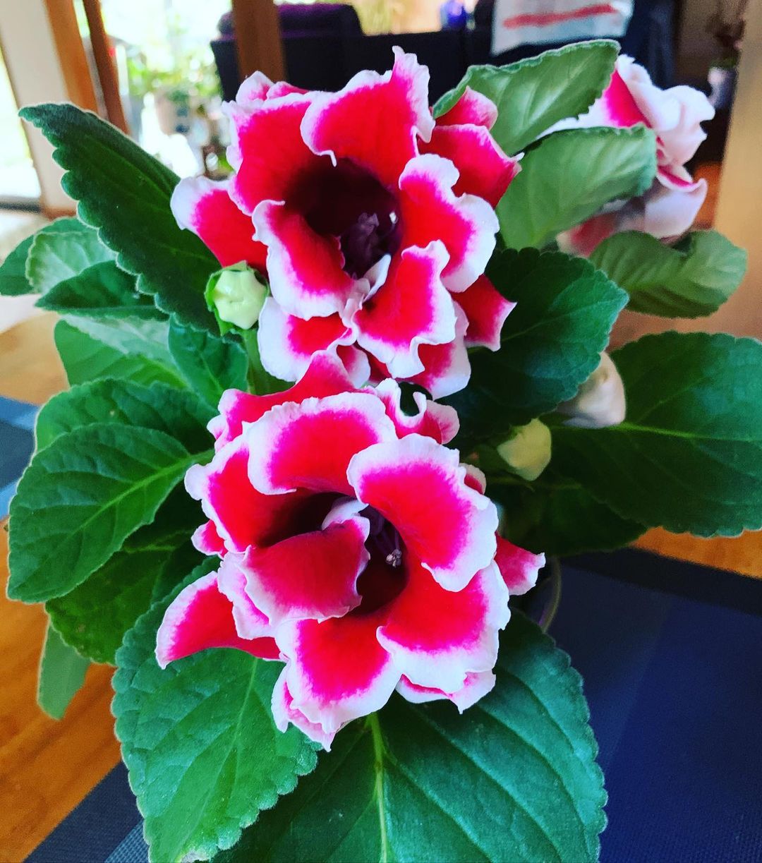 Gloxinia Flower Seeds For Planting: Add Colorful White And Red Charm To Your Garden