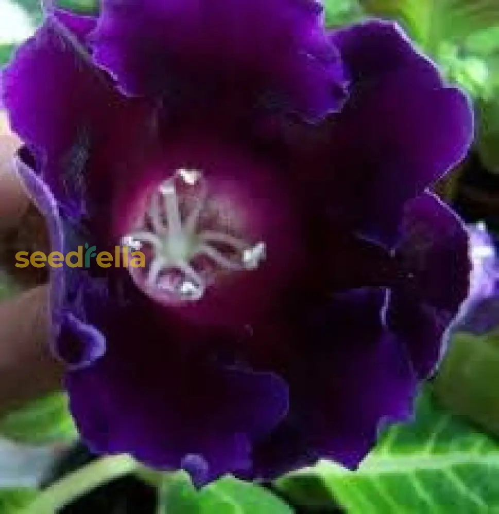 Gloxinia Dark Blue Flower Seeds For Planting  Easy Growth & Striking Blooms