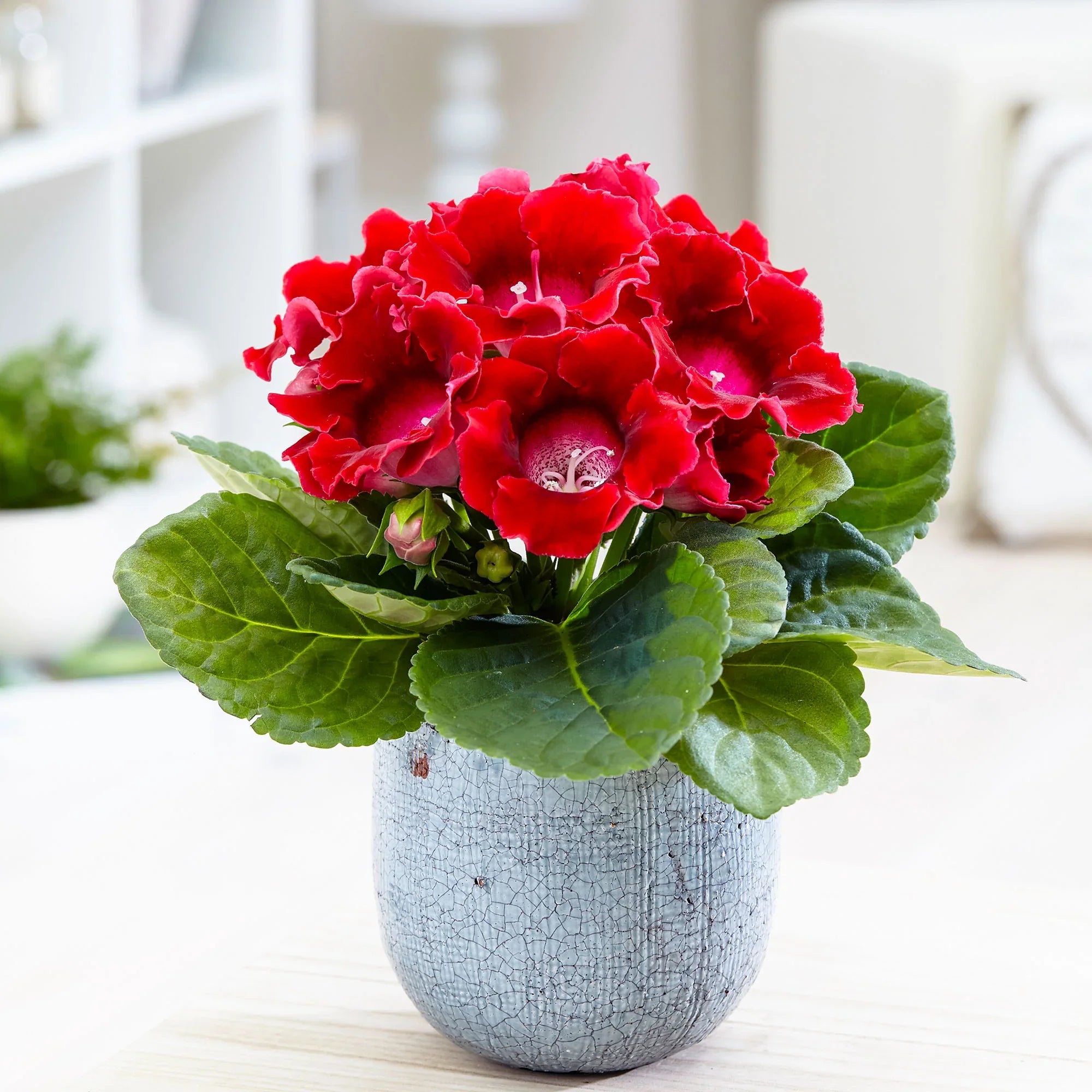 Gloxinia Flower Seeds for Planting Dark Red & Yellow Blooms