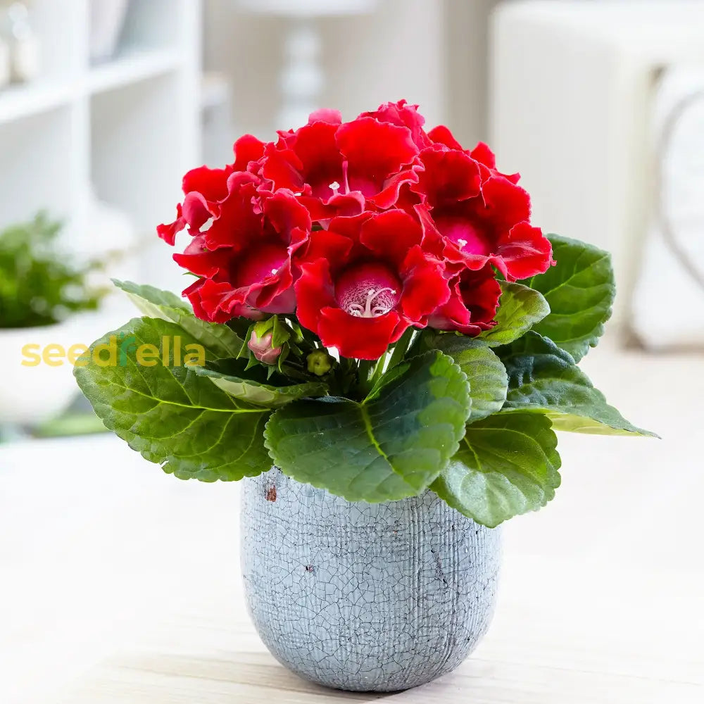 Gloxinia Flower Seeds - Dark Red & Yellow Blooms For Vibrant Gardens