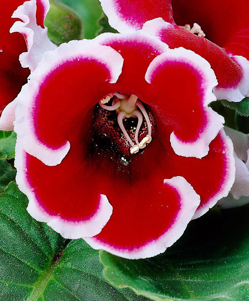 Gloxinia flower seeds for planting white and red