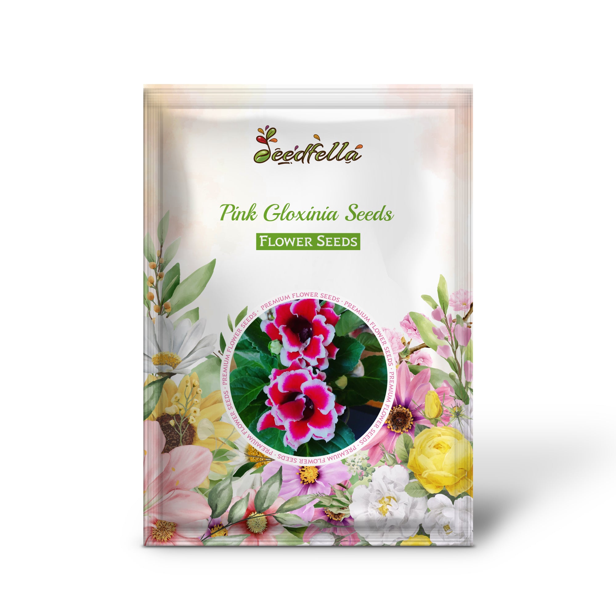 Pink Gloxinia flowers in full bloom