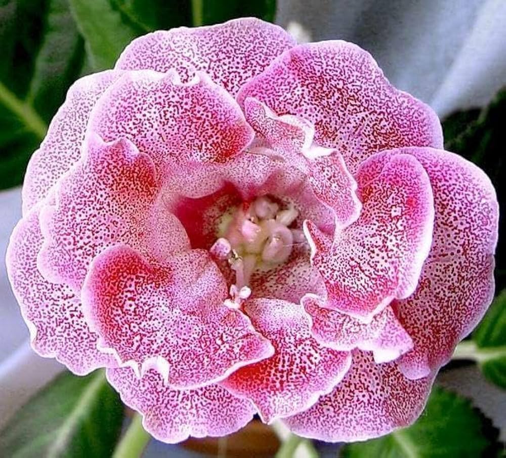 How to Grow Pink & White Gloxinia Flowers