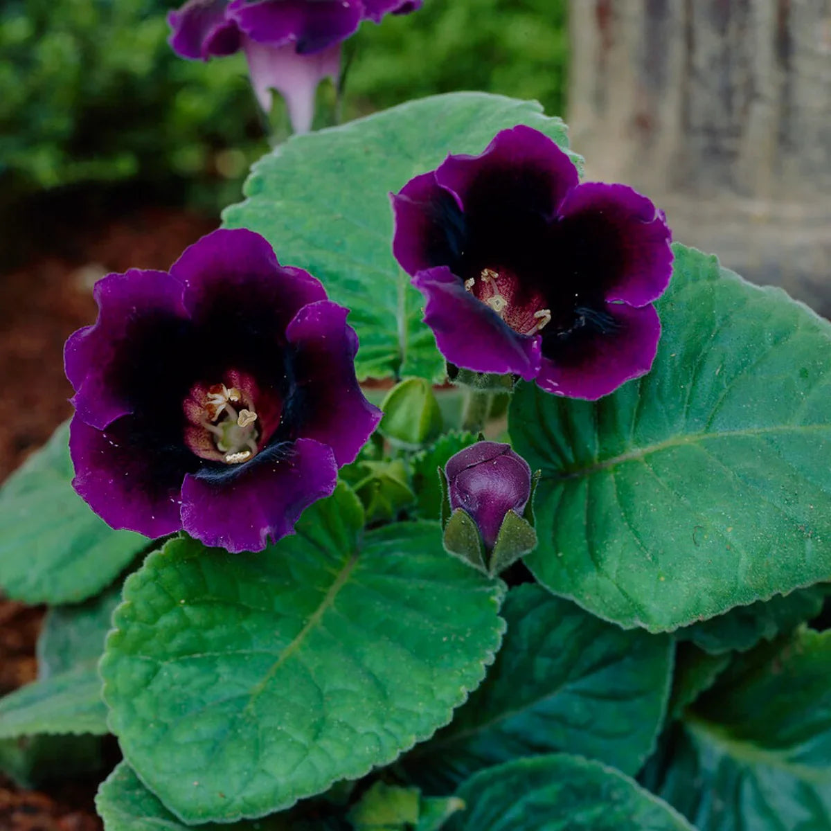 Gloxinia Seed Planting and Growth in Shaded Garden