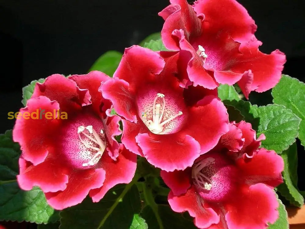 Easy to grow Sinningia Gloxinia seeds for indoor pots and outdoor gardens
