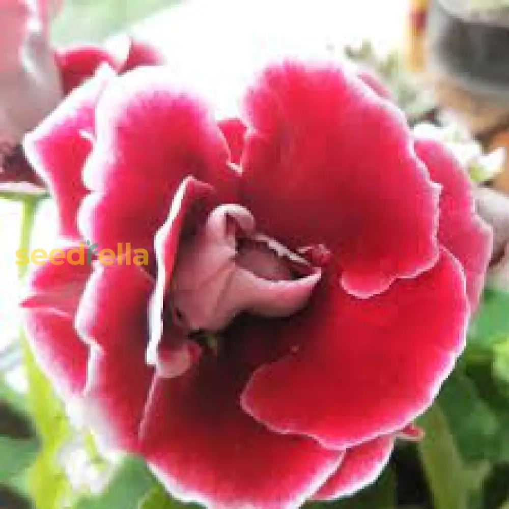 Gloxinia Seeds For Planting  White Bonsai Flower