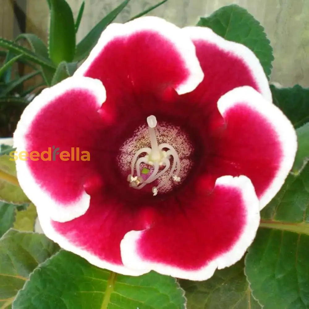 Gloxinia Seeds For Planting  White Bonsai Flower