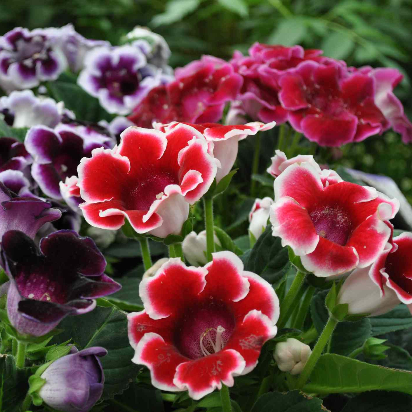 Gloxinia Plants Growing in Shaded Area