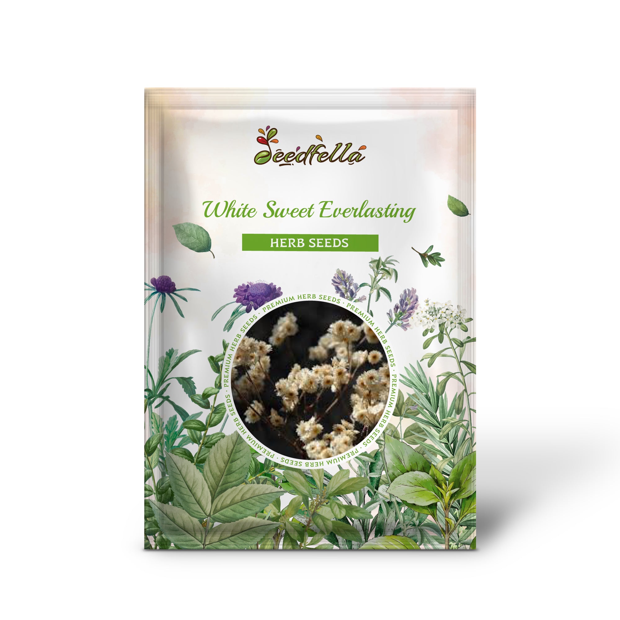 Gnaphalium obtusifolium plant blooming in garden