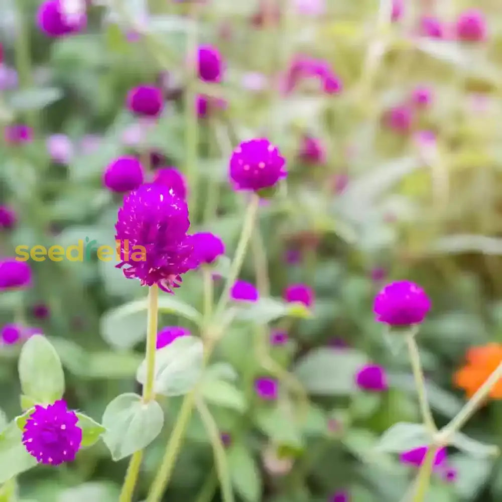 Gnome Series Gomphrena Seeds For Planting Flower