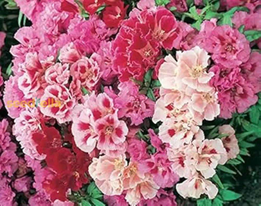 Godetia Flower Seeds For Planting - Mixed Variety