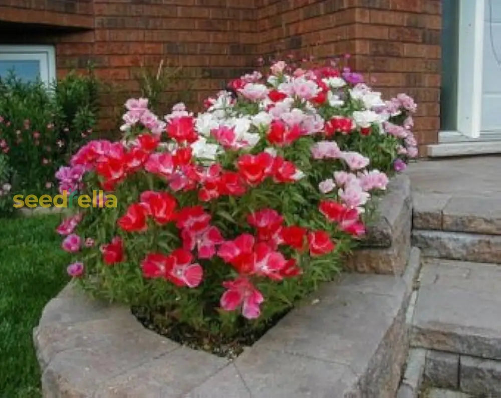 Godetia Flower Seeds For Planting - Mixed Variety