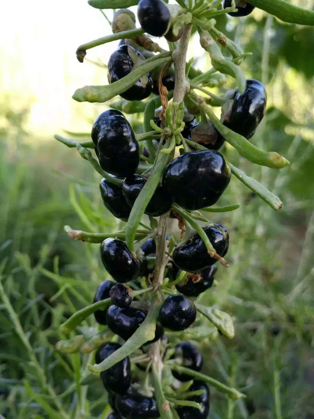 Goji berry plant growth and fruiting shrub