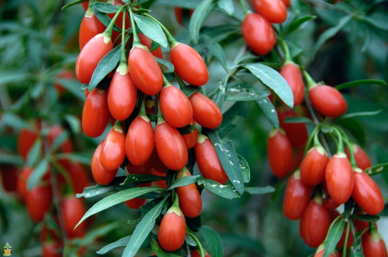 Goji berry seeds producing bright red berries closeup