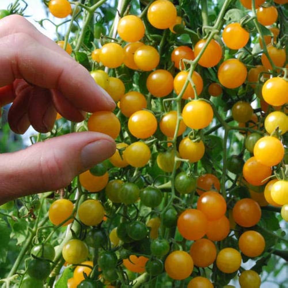 Gold Currant tomato seeds for planting