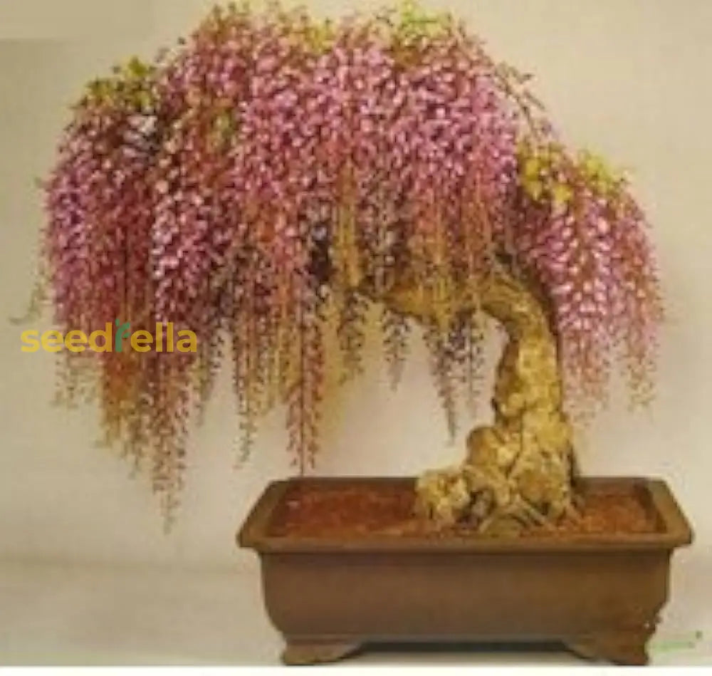 Gold Mini Bonsai Wisteria Tree Seeds For Planting - Beautiful Golden Blooms Your Garden Plant Seeds