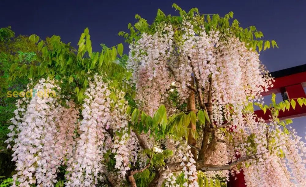 Gold Mini Bonsai Wisteria Tree Seeds For Planting - Beautiful Golden Blooms Your Garden Plant Seeds