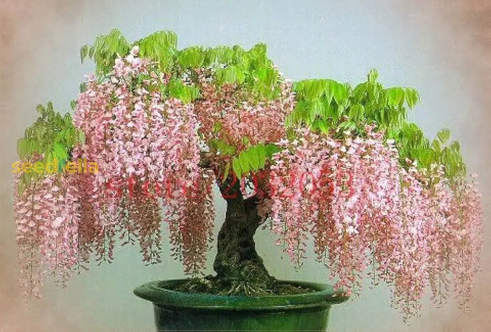 Gold Mini Bonsai Wisteria Tree Seeds For Planting - Beautiful Golden Blooms Your Garden Plant Seeds