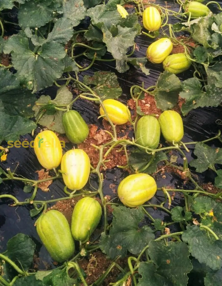 Gold Neungju Vegetable Seeds For Planting Seeds