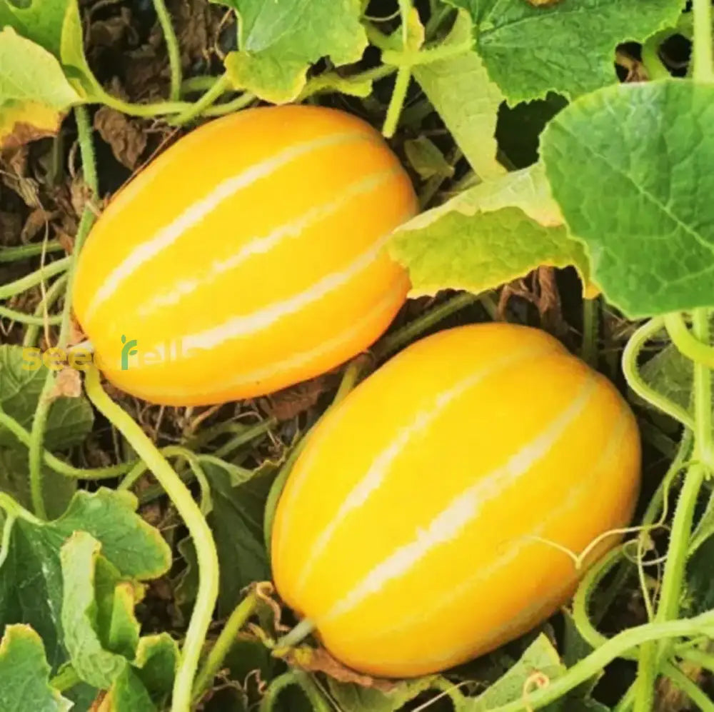Gold Neungju vegetable seeds for planting