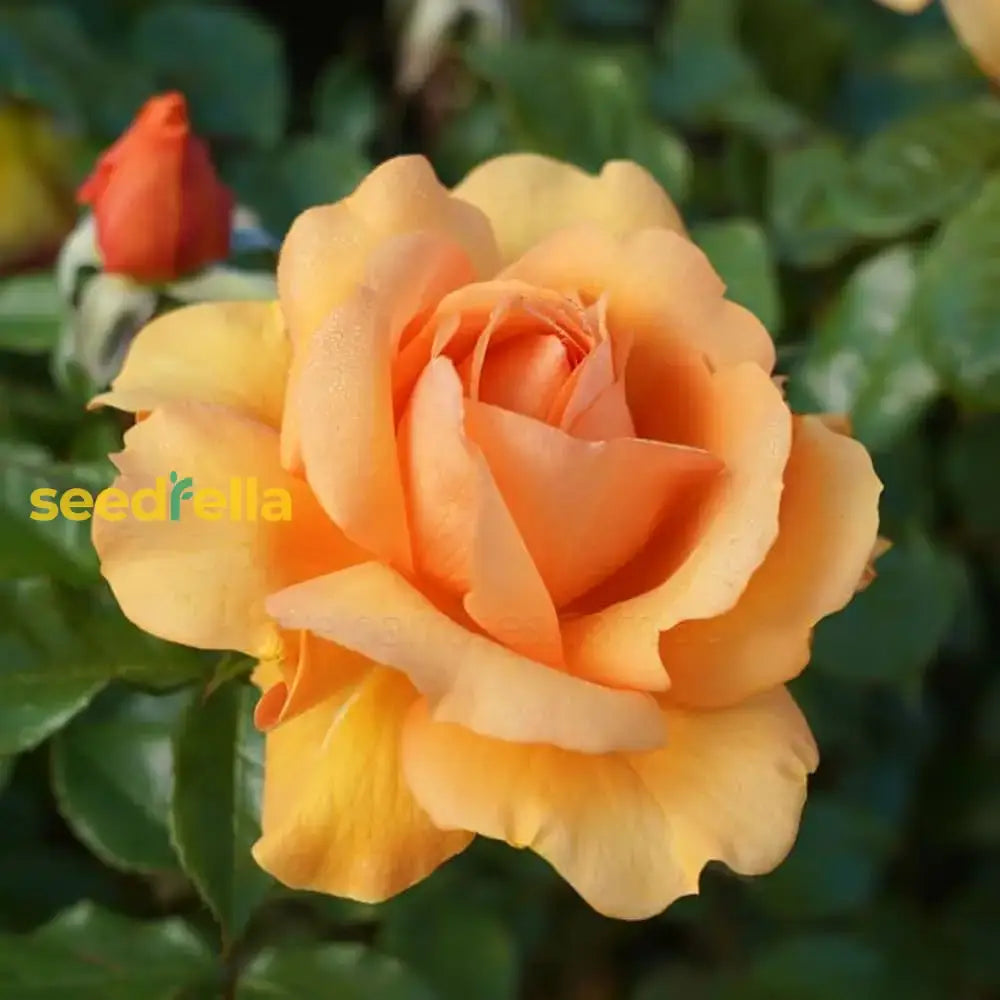 Gold Rose Flower Seeds For Planting