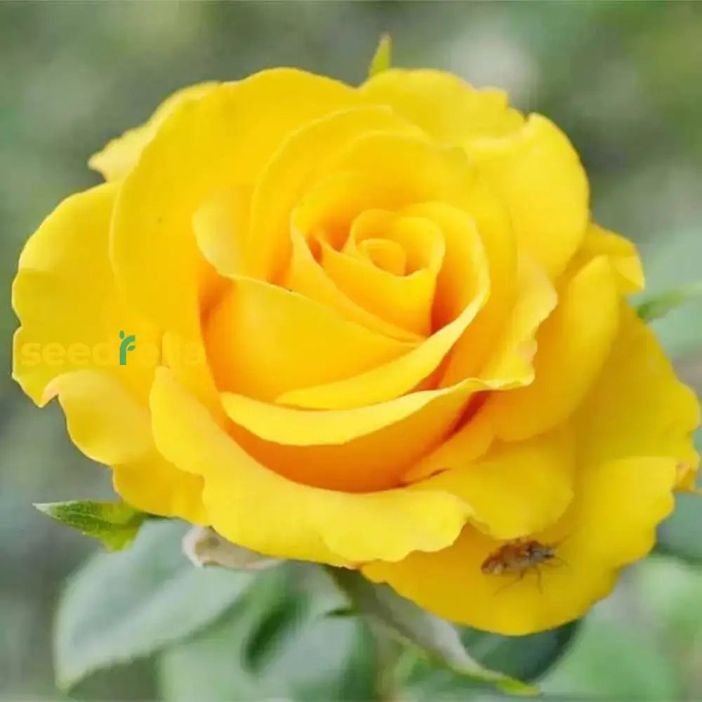 Gold Rose Flower Seeds For Planting