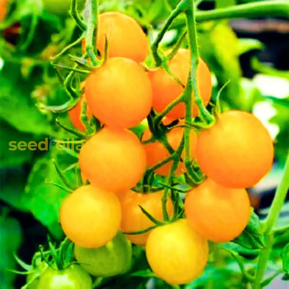 Cluster of golden-yellow tomatoes