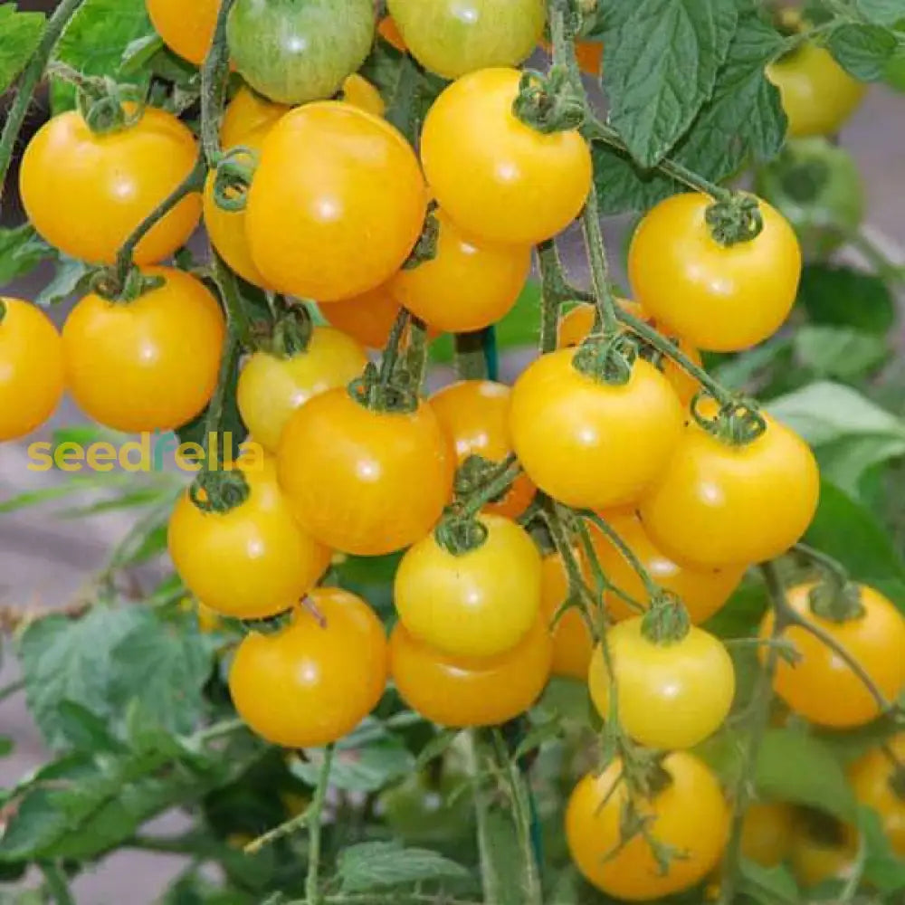 Gold tomato seeds for planting