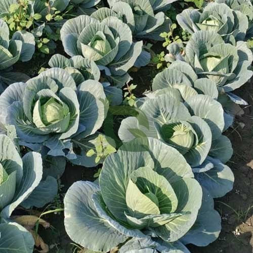 Golden Acre cabbage garden variety