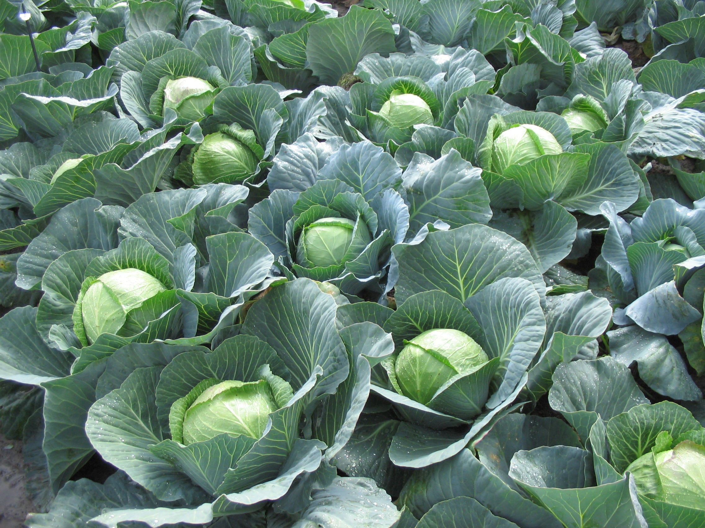 Golden Acre cabbage growing guide