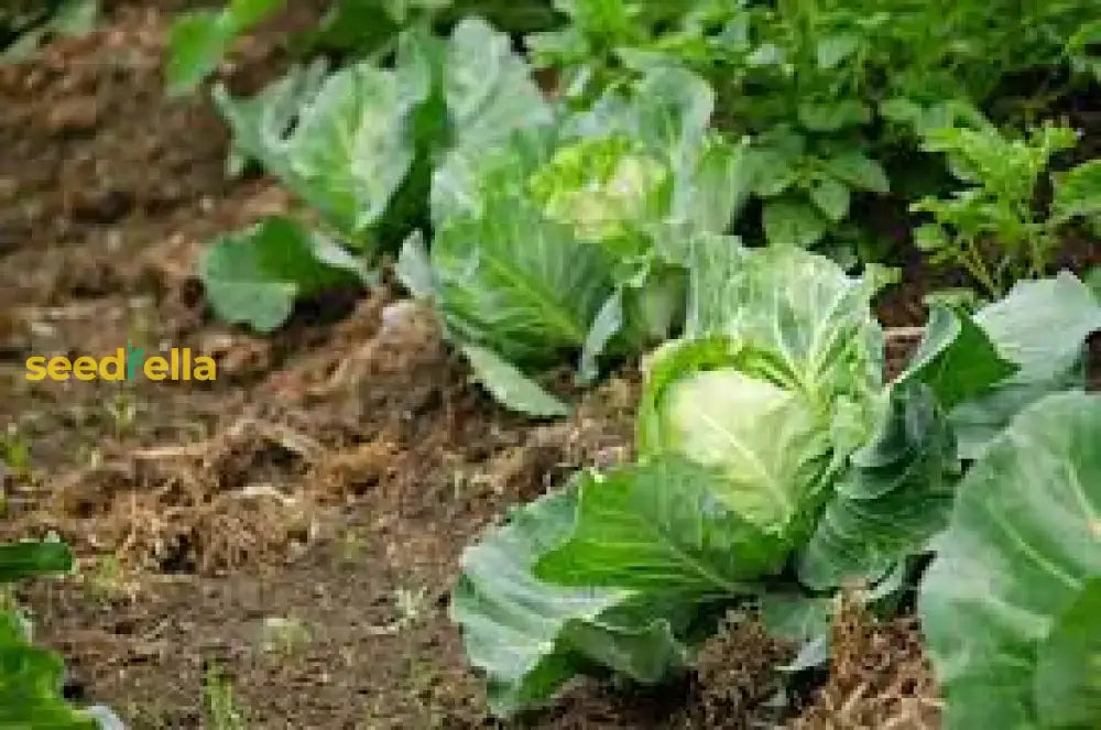 Golden Acre Cabbage Seeds For Planting - High Yield Variety Vegetable Seeds