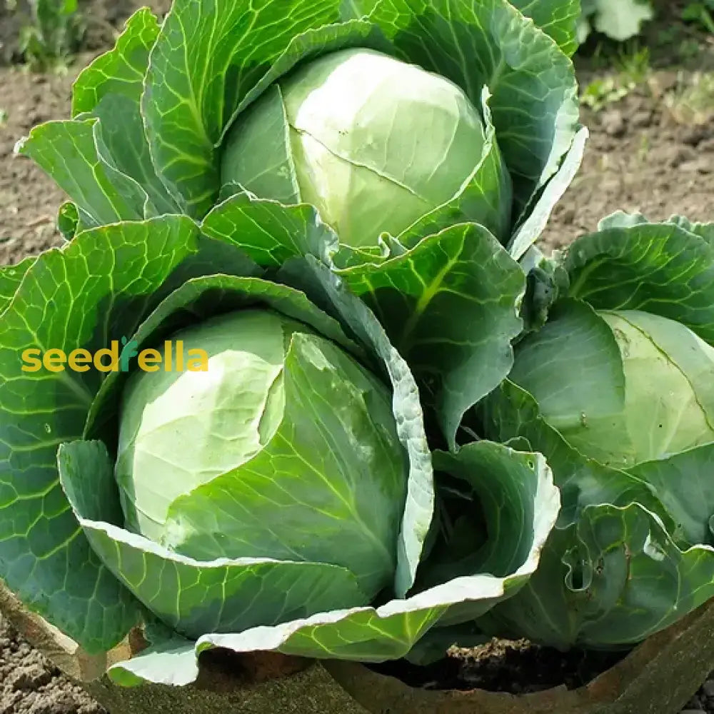 Golden Acre Cabbage Seeds For Planting - High Yield Variety Vegetable Seeds