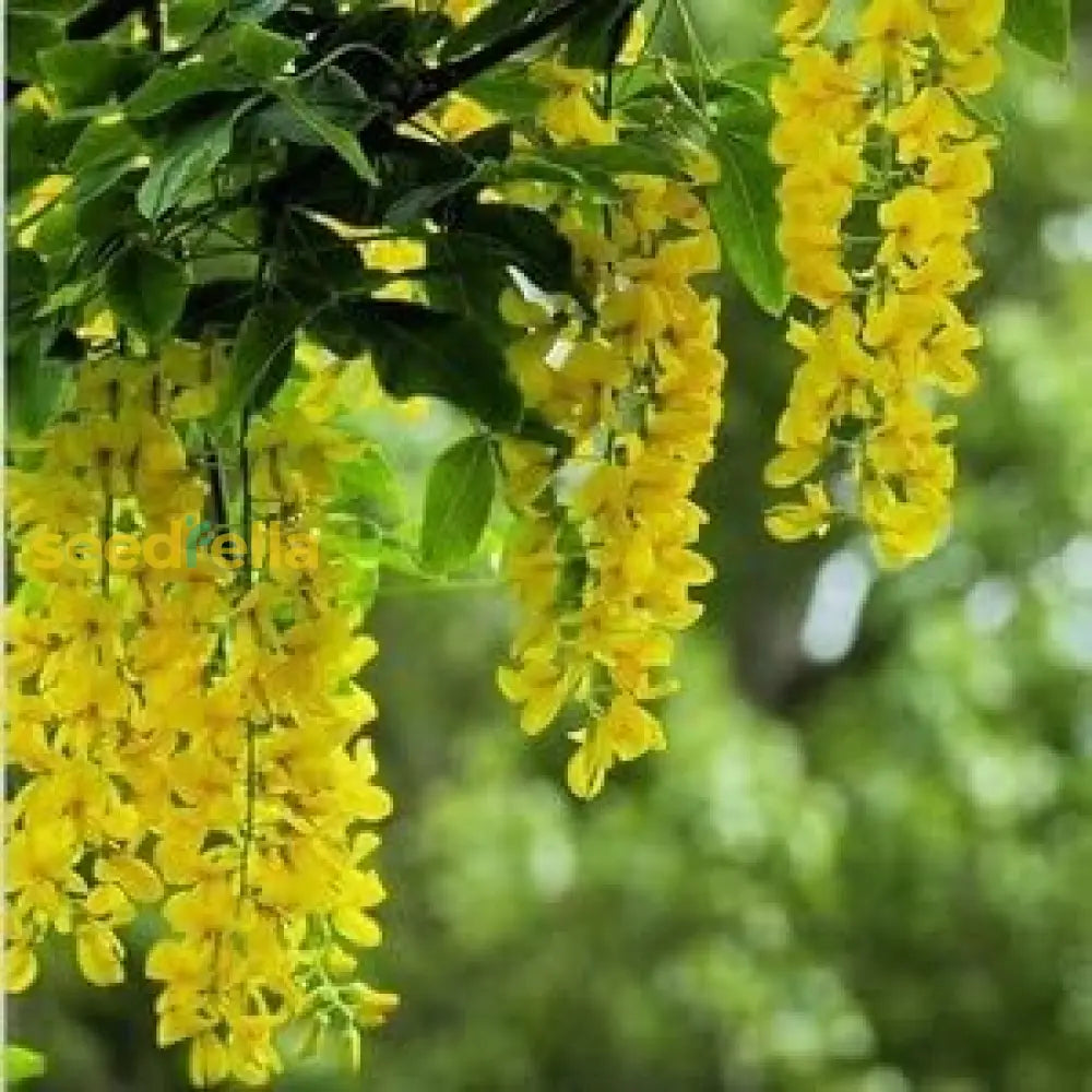 Golden Chain Flower Seeds For Planting  Elegant Garden Blooms