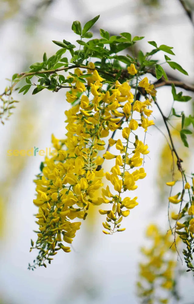 Golden Chain Flower Seeds For Planting  Elegant Garden Blooms