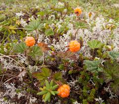 Golden cloudberry plants growing in garden