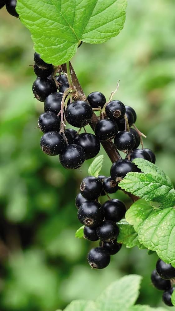 Ripe black berries on Golden Currant branches