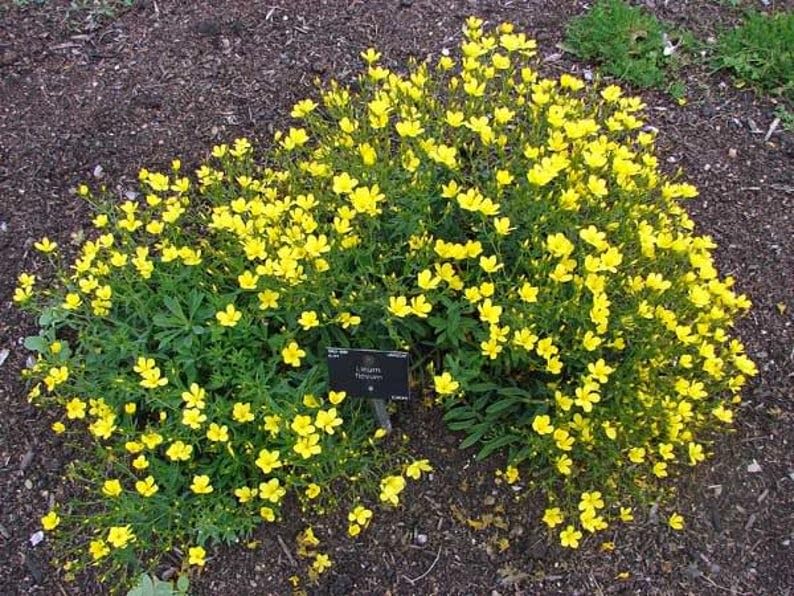 Golden Flax perennial with upright yellow flowers