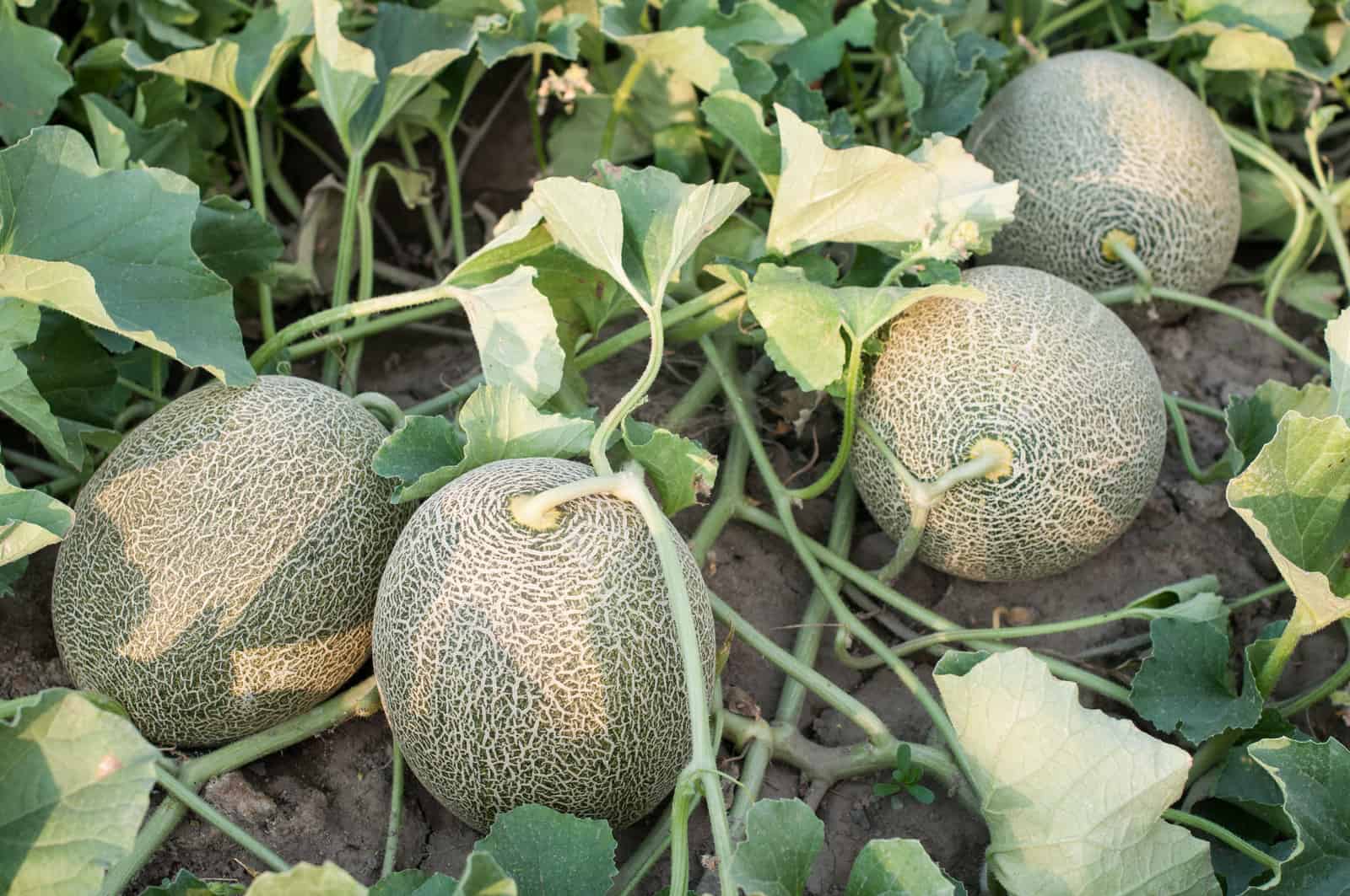 Golden Karamel melon growing in summer garden