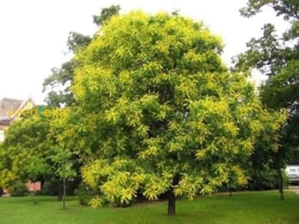 Golden Koelreuteria Tree Seeds For Planting  Guide & Tips Plant Seeds