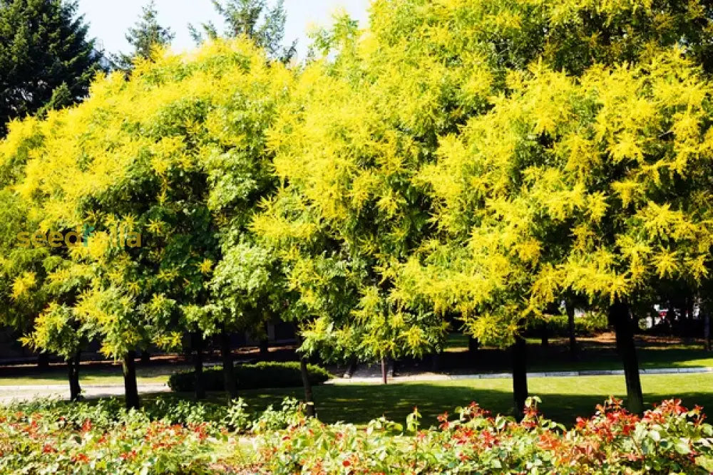 Golden Koelreuteria Tree Seeds For Planting  Guide & Tips Plant Seeds