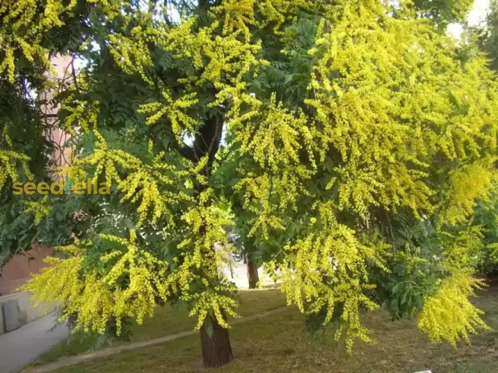 Golden Koelreuteria Tree Seeds For Planting  Guide & Tips Plant Seeds