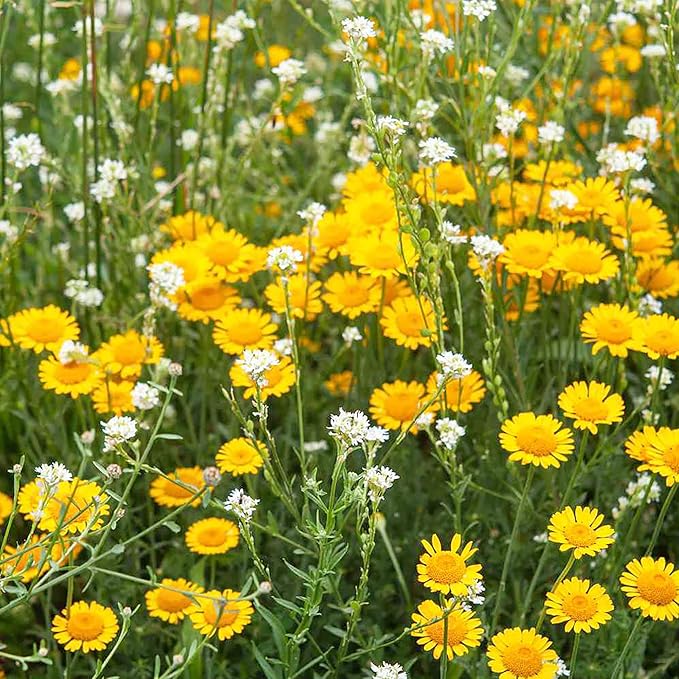 Golden Marguerite seedlings with fine green foliage