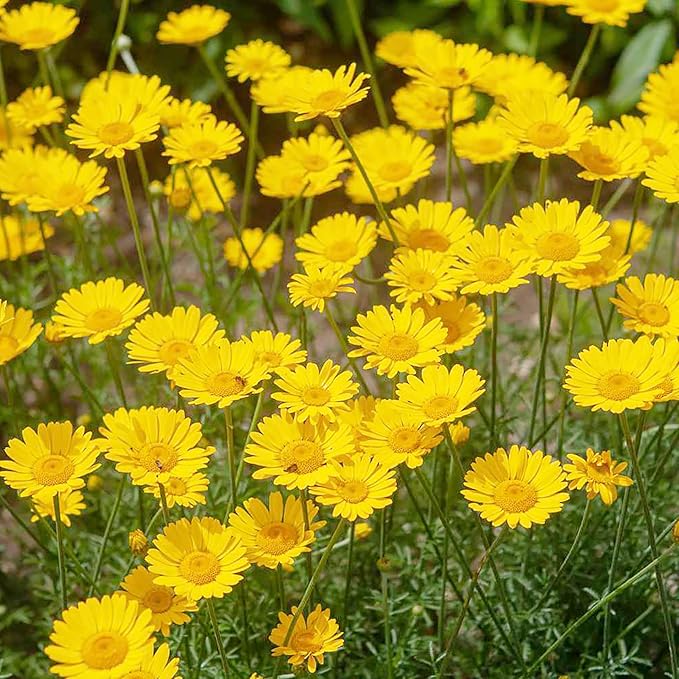 Golden Marguerite seeds planting and germination guide