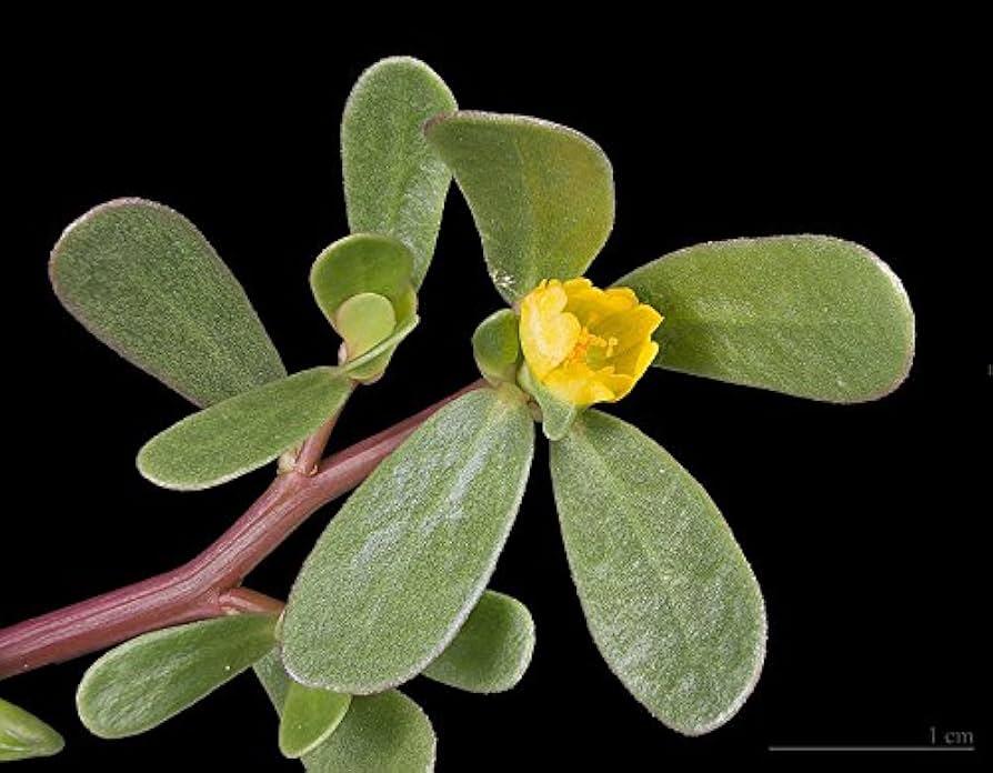 Mature Golden Purslane Plant with Yellow Flowers