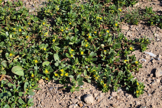 Organic Golden Purslane Portulaca Sativa Non-GMO Seeds for Planting
