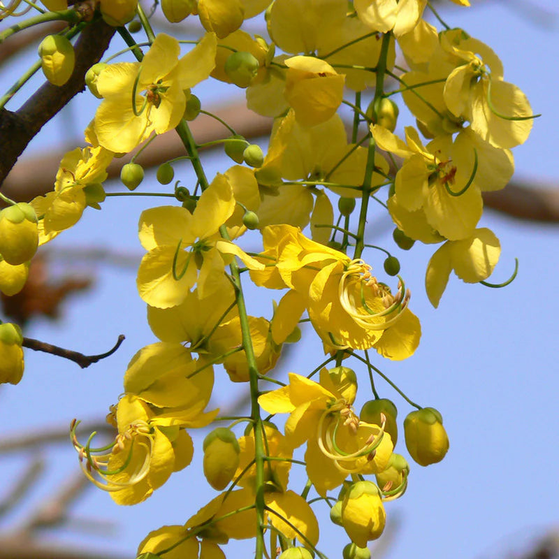 Golden Shower Tree with Bright Yellow Blooms
