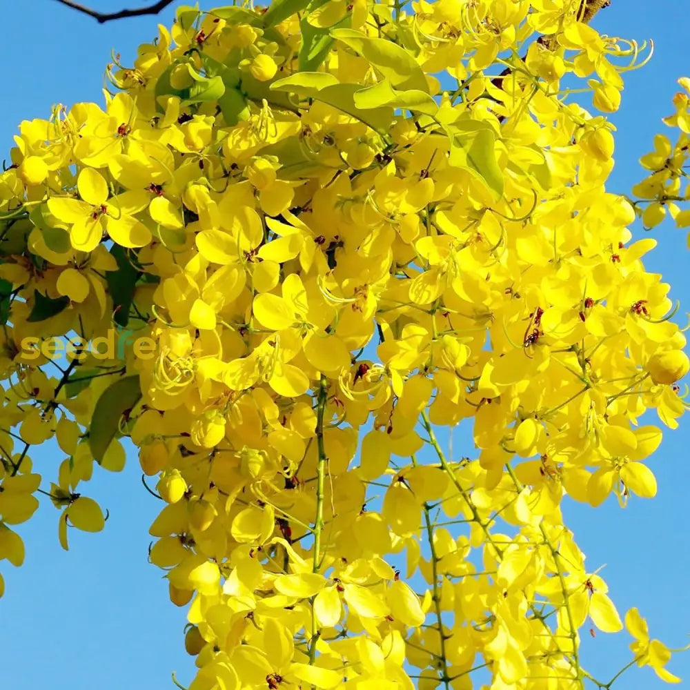 Golden Shower Tree Seeds Cassia Fistula Fast-Growing Fragrant Showy Evergreen Attracts Butterflies